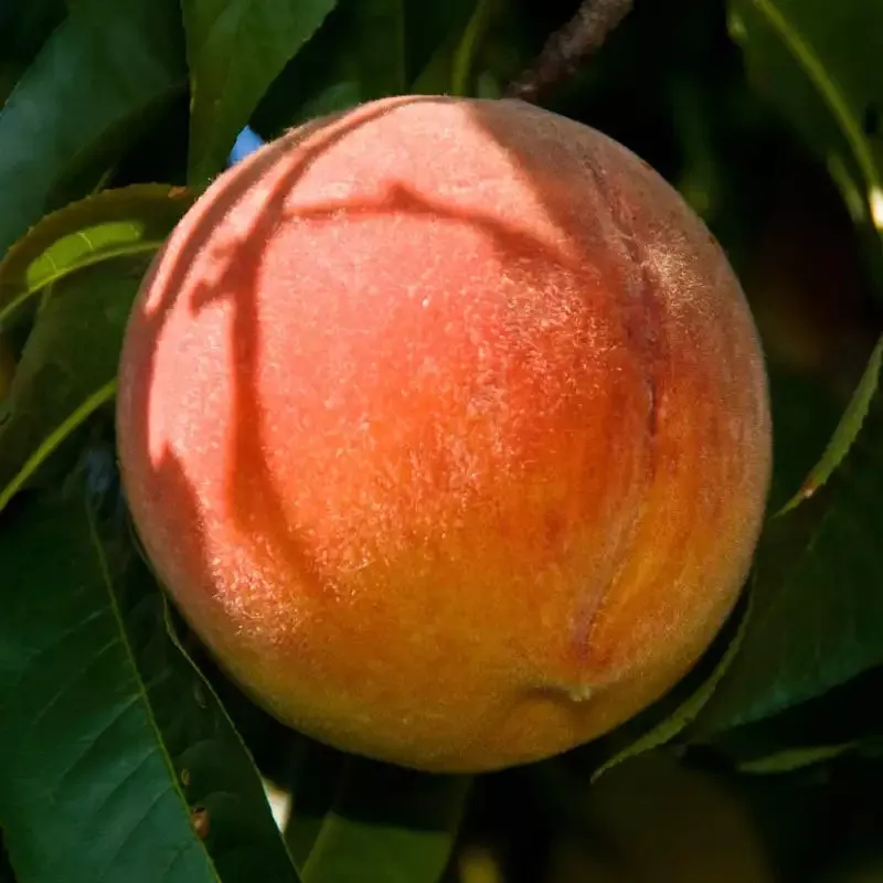 santa-barbara-peach-tree Santa Barbara Peach Tree