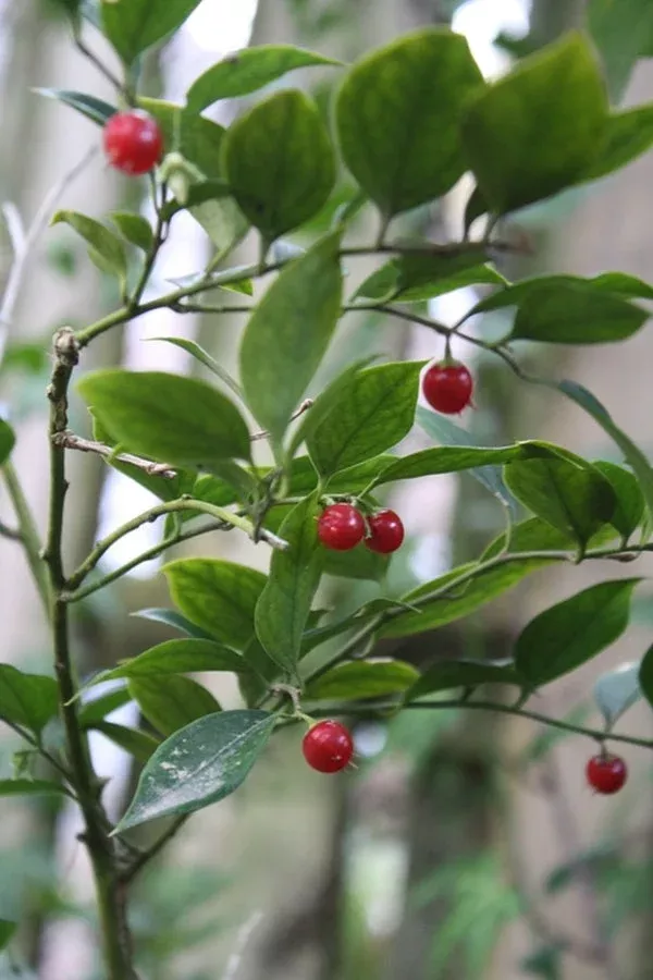 Sarcococca ruscifolia var. chinensis