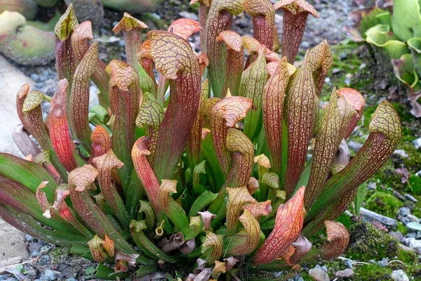 sarracenia-dixie-lace Sarracenia ‘Dixie Lace’