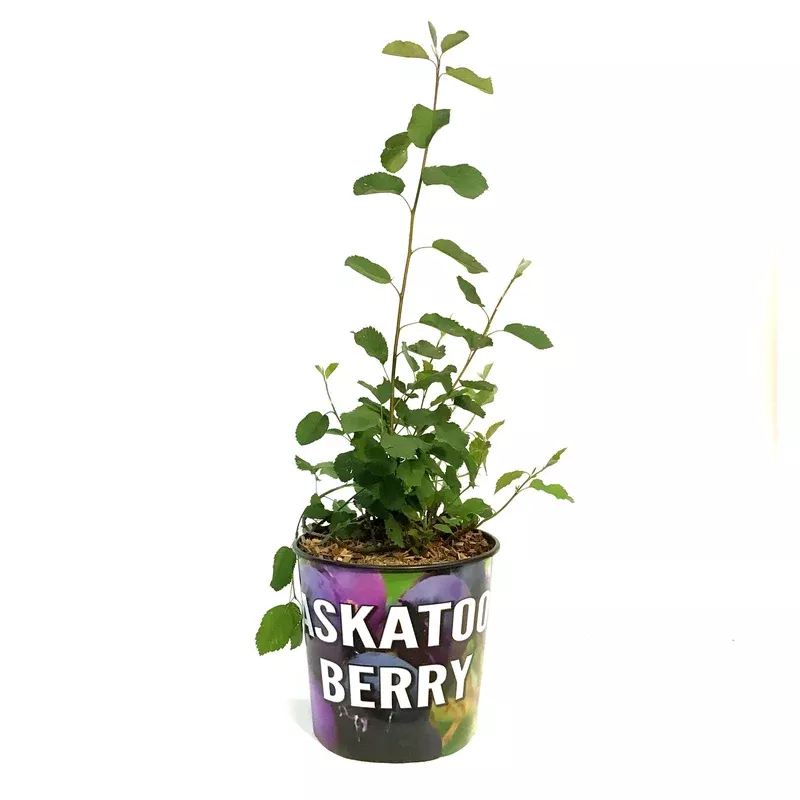 saskatoon-berry-2-gal-northline Saskatoon Berry 2 gal Northline