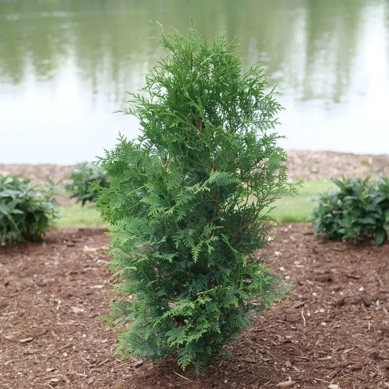 sasquatch-dark-green-thuja-occid-proven-winners SASQUATCH Dark Green Thuja occid | Proven Winners