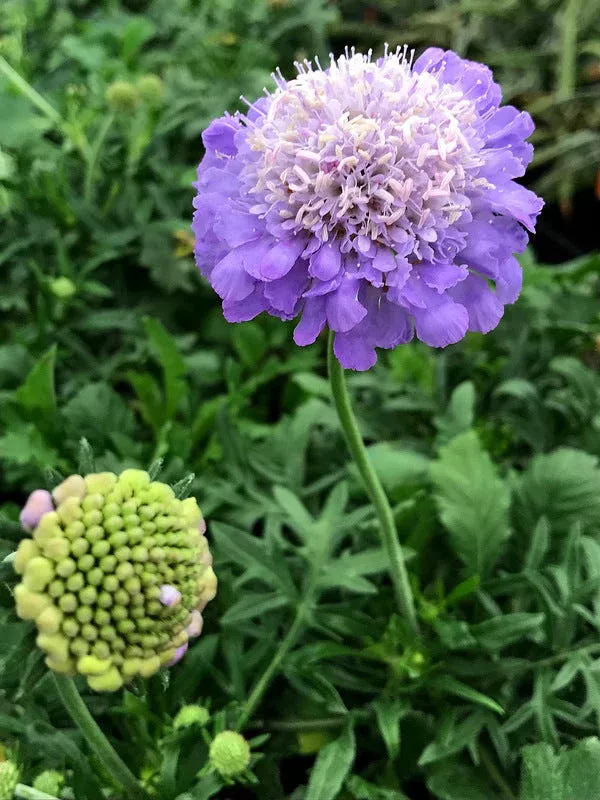scabiosa-columbaria-mariposa-blue-pp-24-652 Scabiosa columbaria ‘Mariposa Blue’ PP 24,652