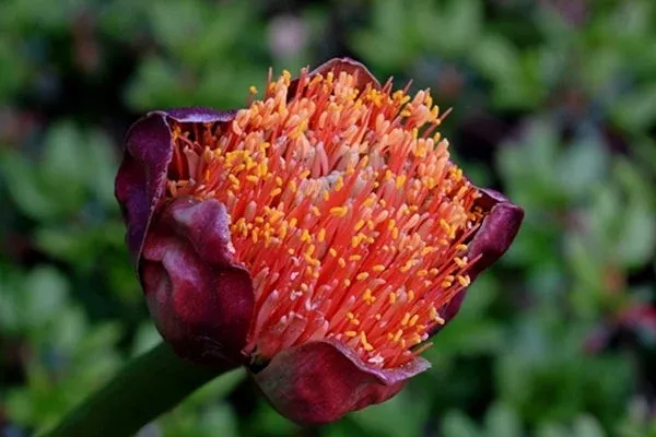 scadoxus-puniceus-windvogel-mountain Scadoxus puniceus ‘Windvogel Mountain’
