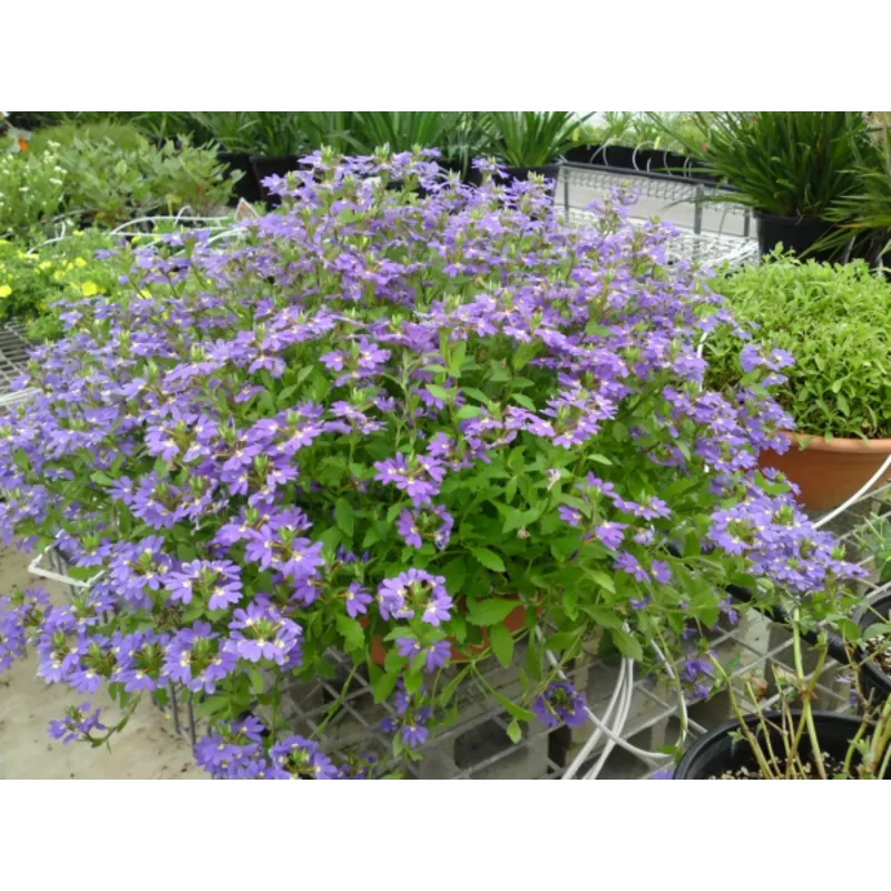 scaevola-aemula-aussie-salute-blue-pbr Scaevola aemula Aussie Salute Blue PBR