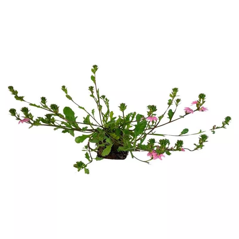 scaevola-topaz-pink Scaevola ‘Topaz Pink’