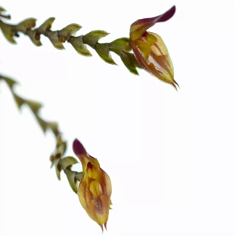 scaphosepalum-manningii Scaphosepalum manningii