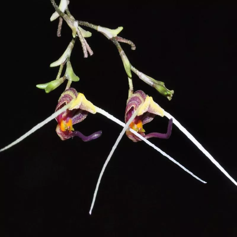 scaphosepalum-merinoi Scaphosepalum merinoi
