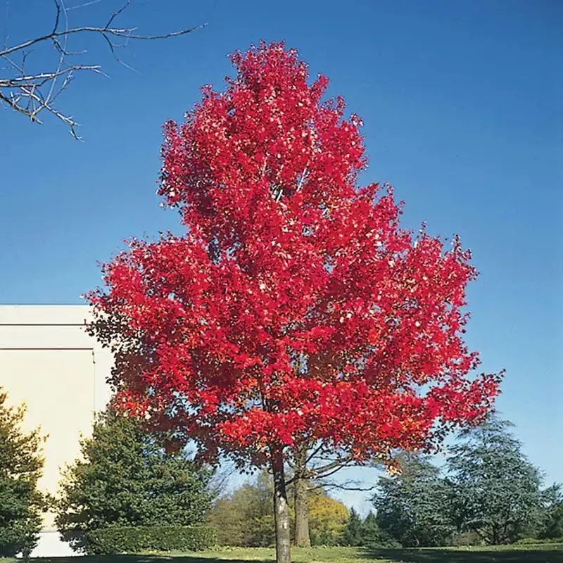 scarlet-maple-tree Scarlet Maple Tree