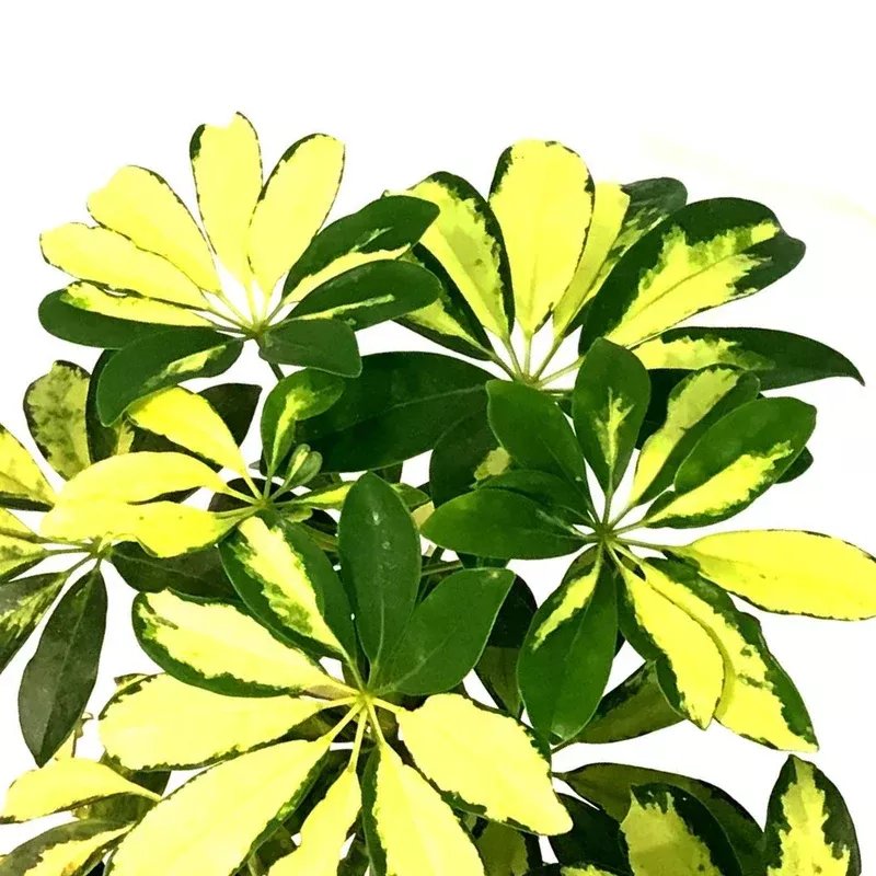 schefflera-10in-arboricola-trinette Schefflera 10in Arboricola Trinette