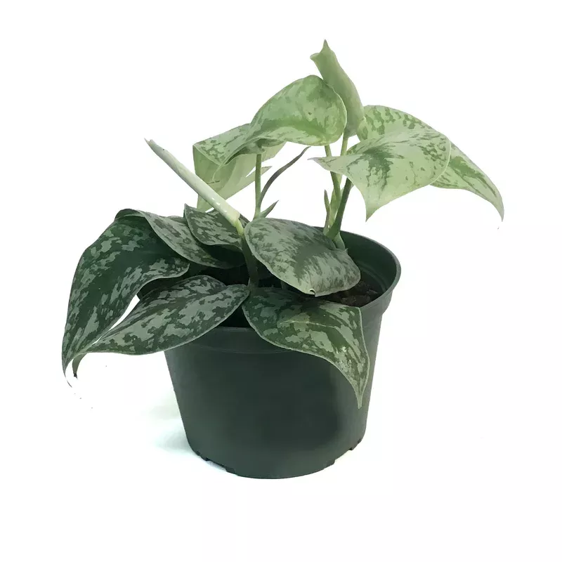 Scindapsus 6in Pictus