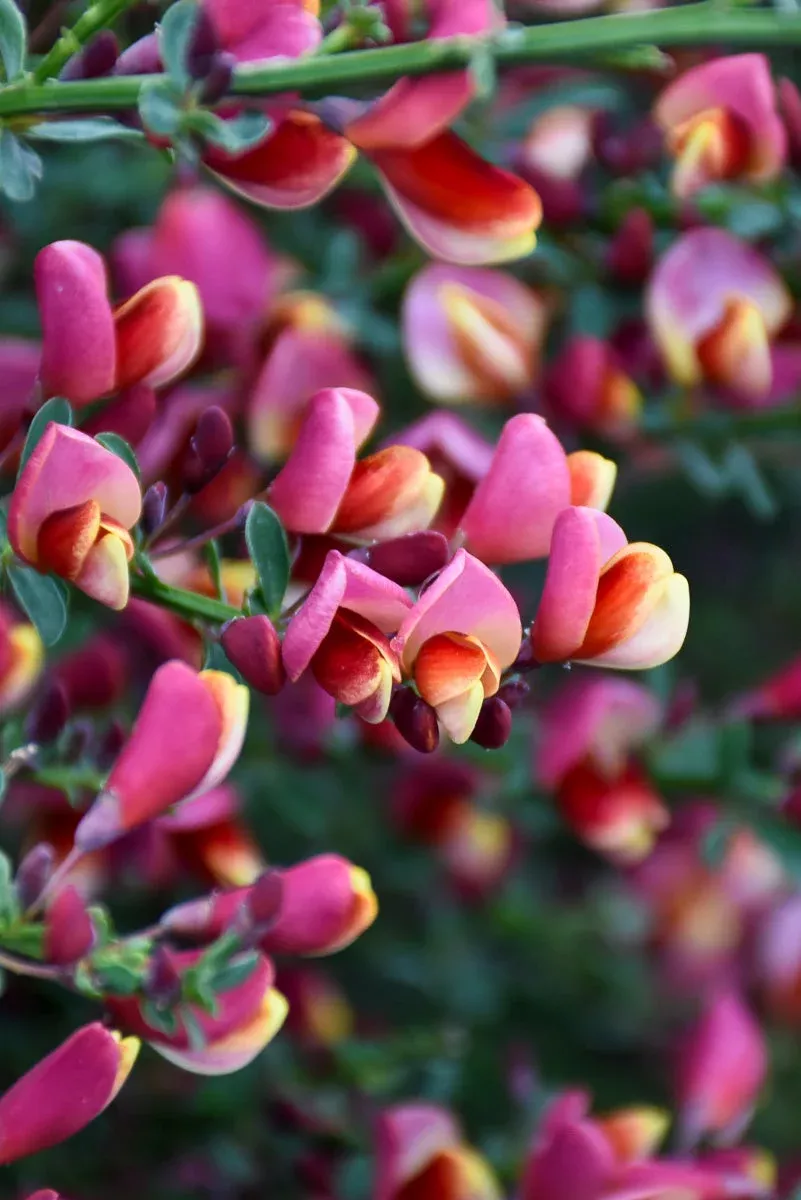 scotch-broom-burkwoods Scotch Broom, Burkwoods