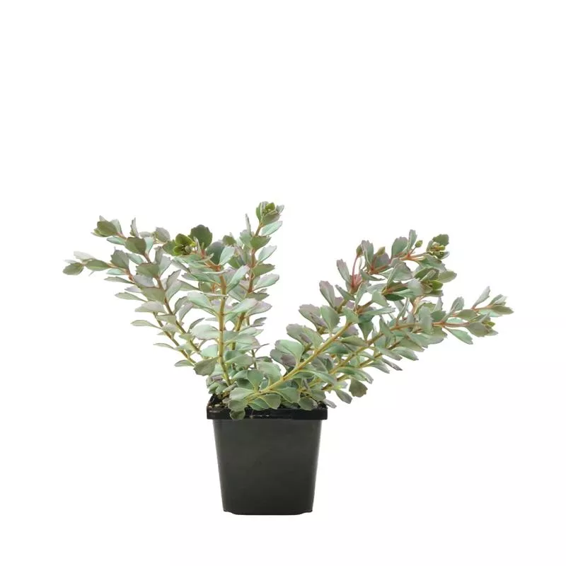 sedum-cauticola-coca-cola Sedum cauticola ‘Coca Cola’
