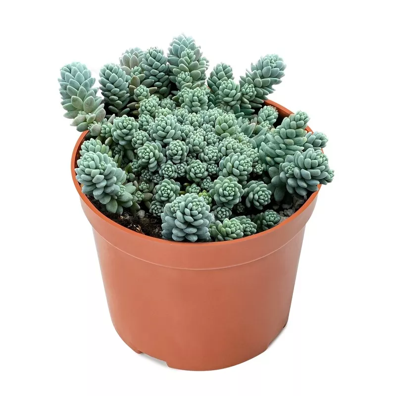 sedum-dasyphyllum-major-4-inch Sedum Dasyphyllum ‘Major’ (4 inch)