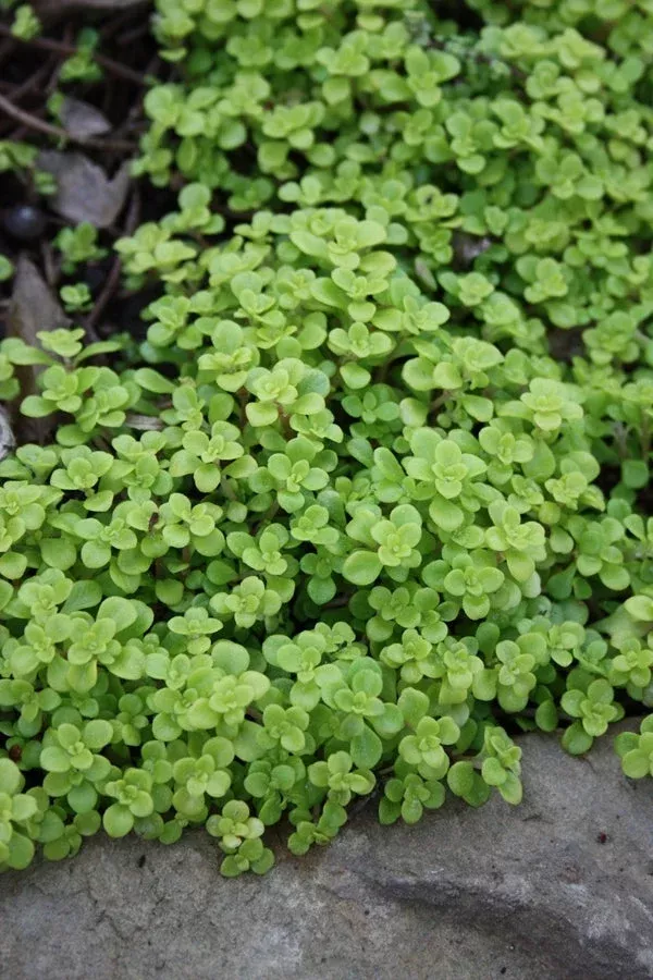sedum-makinoi-ogon Sedum makinoi ‘Ogon’