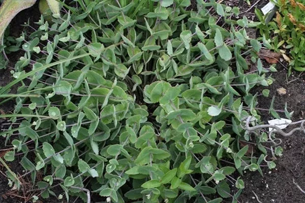 sedum-ussuriense-chuwangsan Sedum ussuriense ‘Chuwangsan’