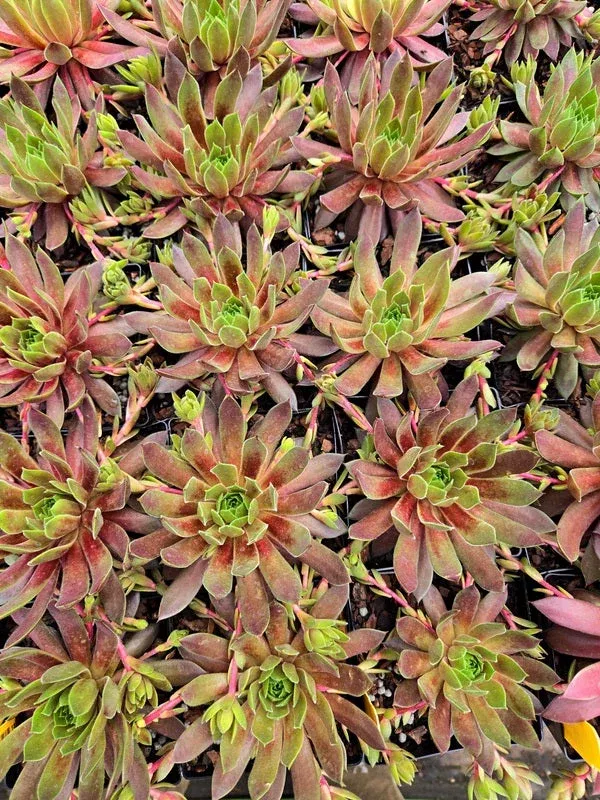 sempervivum-candied-apple-ppaf Sempervivum ‘Candied Apple’ PPAF