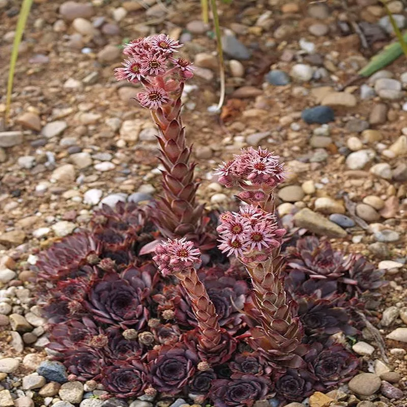 SEMPERVIVUM ‘DARK BEAUTY’