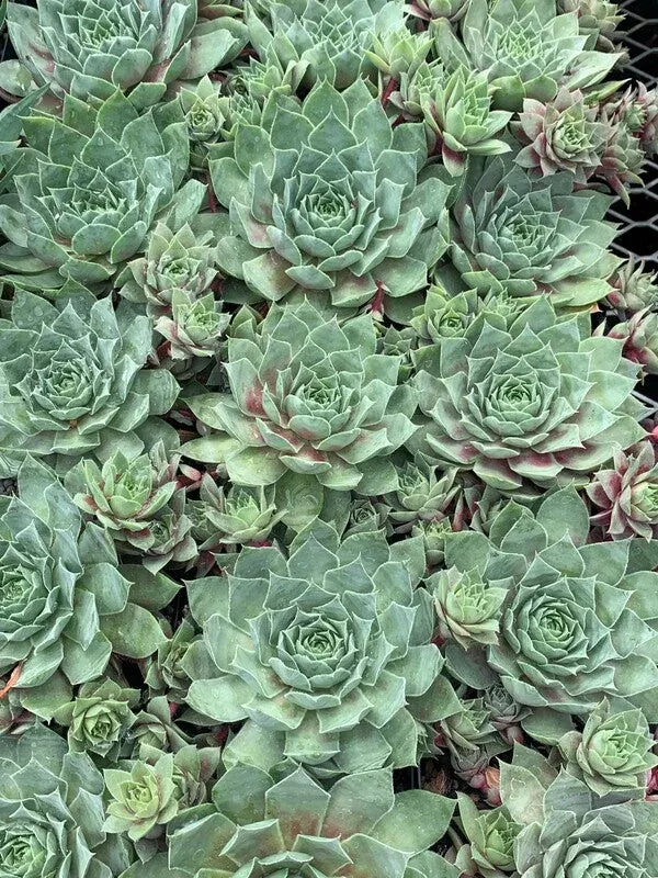 Sempervivum ‘Glacier Blue’ PPAF