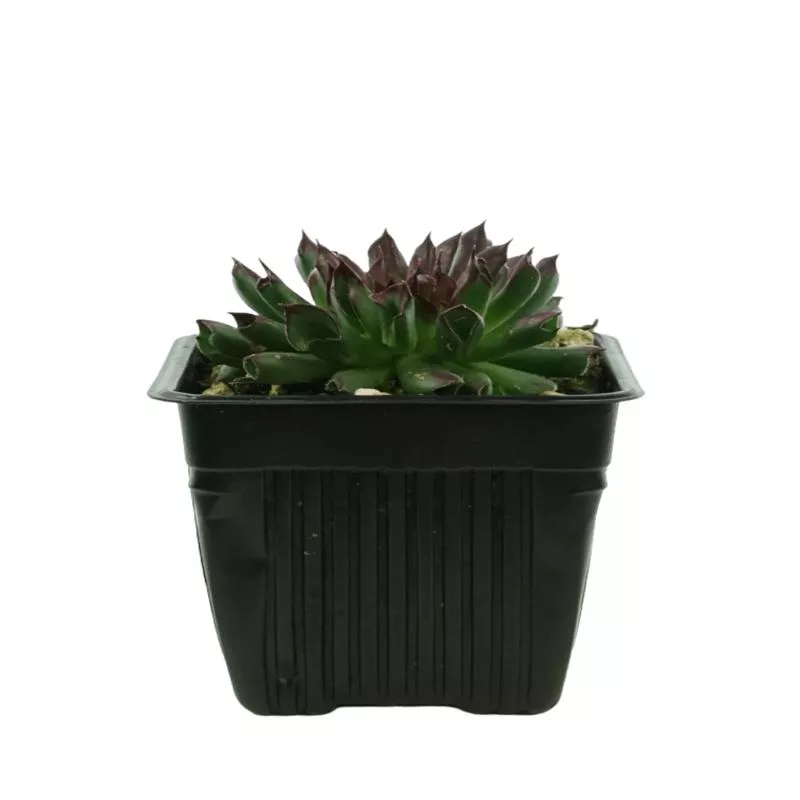 sempervivum-oddity Sempervivum Oddity