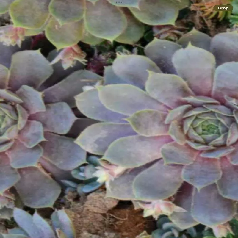 sempervivum-pacific-blue-ice Sempervivum ‘Pacific Blue Ice’