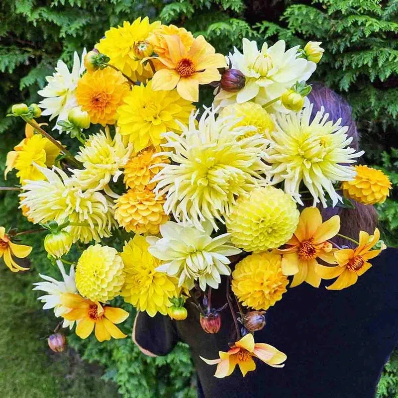 seriously-citrus-dahlia-mixture Seriously Citrus Dahlia Mixture