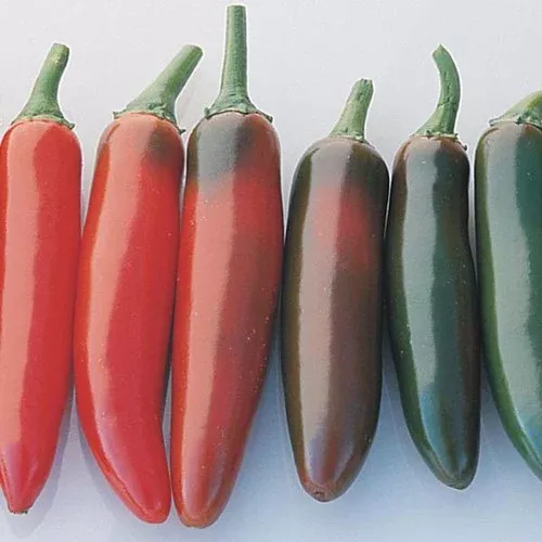 serrano-del-sol-hot-pepper-plant Serrano Del Sol Hot Pepper Plant