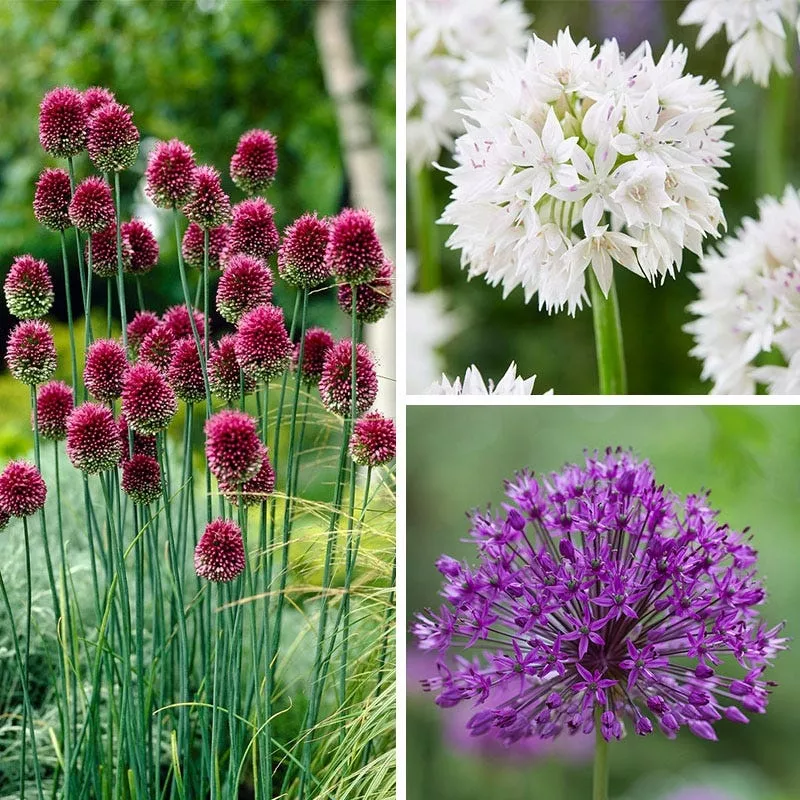 shades-allium-bulb-collection Shades of Allium Bulb Collection