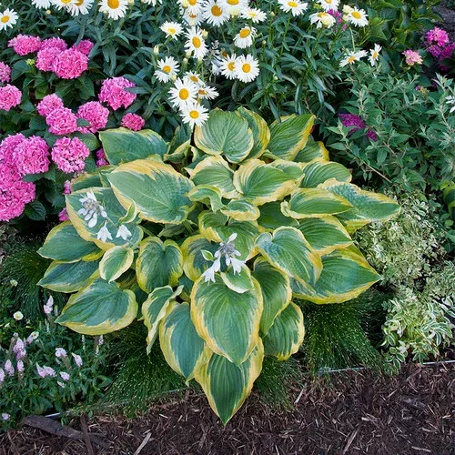 Shadowland Seducer Hosta