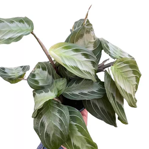 Silver Band Maranta