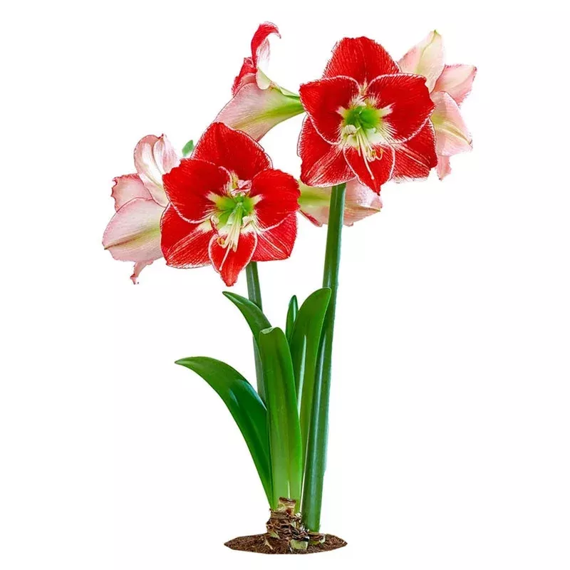 Silver Dream Amaryllis Bulb