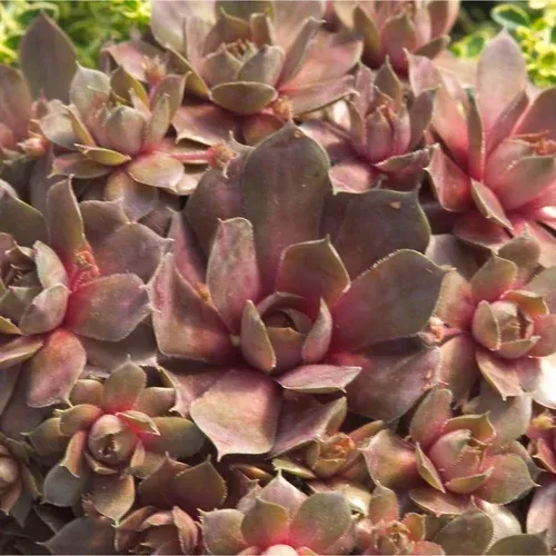 silverine-hens-chicks Silverine Hens and Chicks
