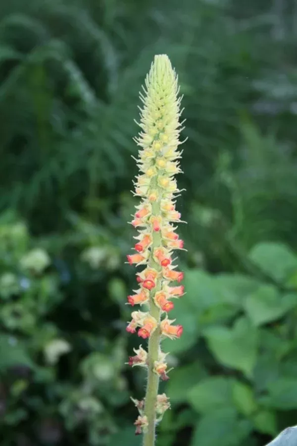 sinningia-curtiflora Sinningia curtiflora