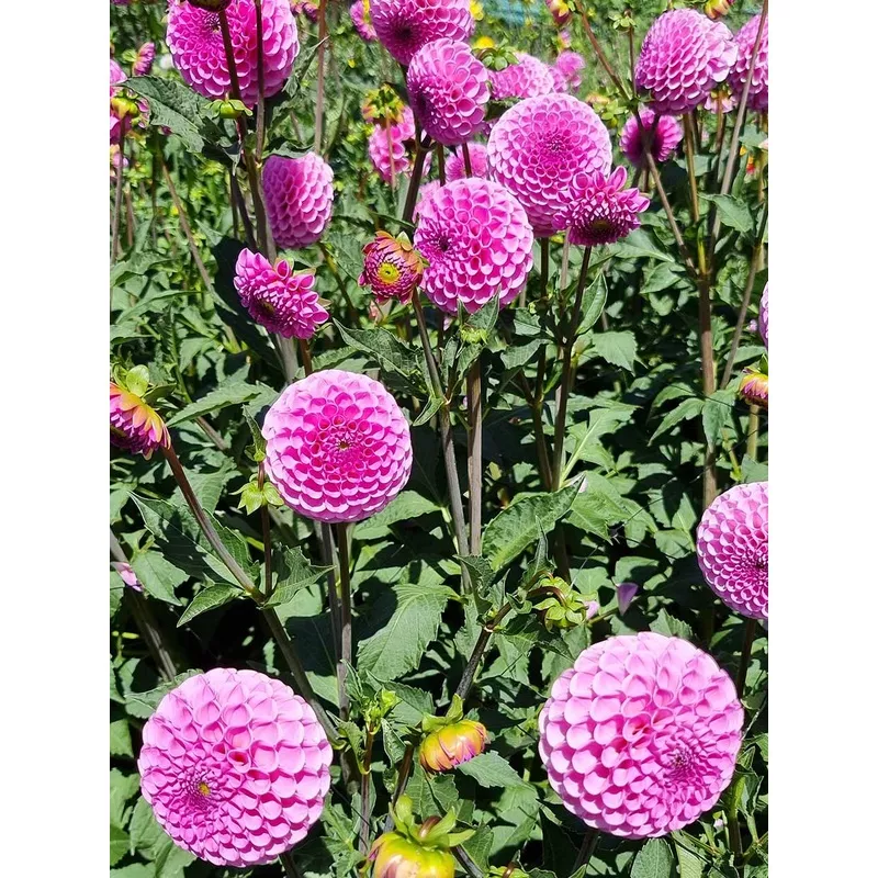 Sir Richard – Dahlia