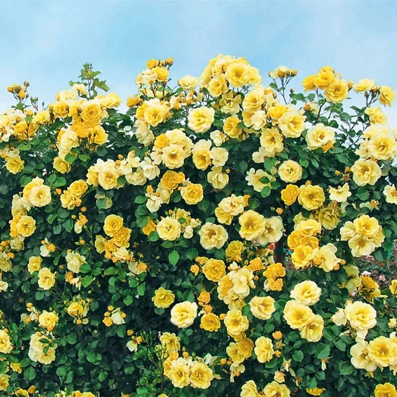 sky-s-limit-climbing-rose Sky’s the Limit Climbing Rose