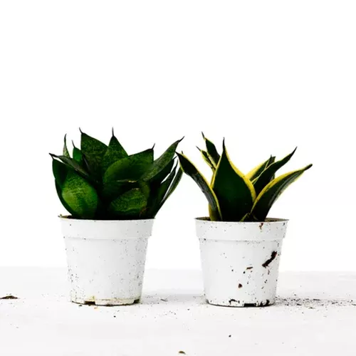 snake-plant-variety-pack Snake Plant Variety Pack