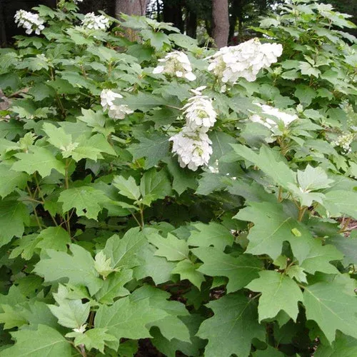 snow-queen-oakleaf-hydrangea Snow Queen™ Oakleaf Hydrangea