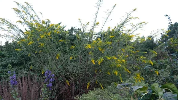 solidago-mexicana-endless-stares Solidago mexicana ‘Endless Stares’