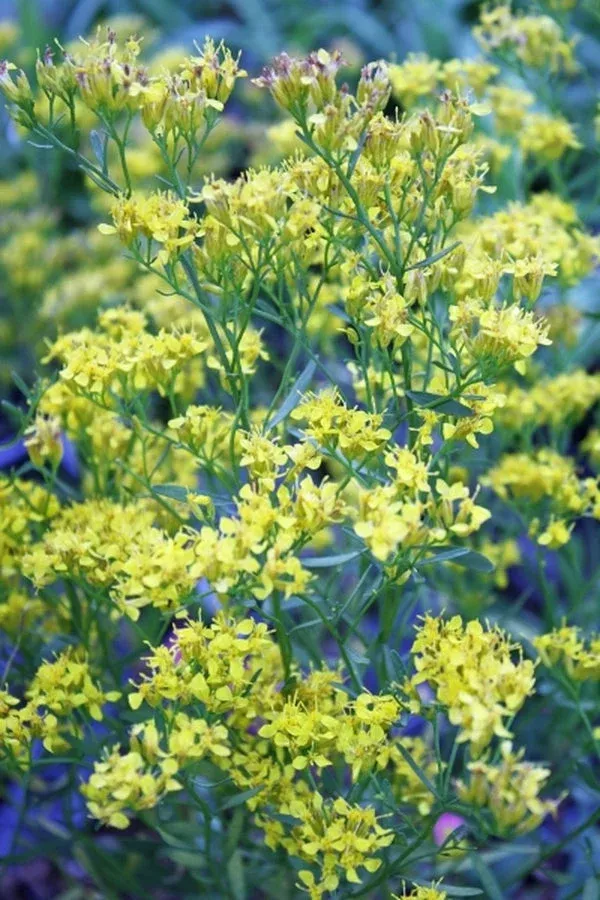 solidago-pauciflosculosa Solidago pauciflosculosa