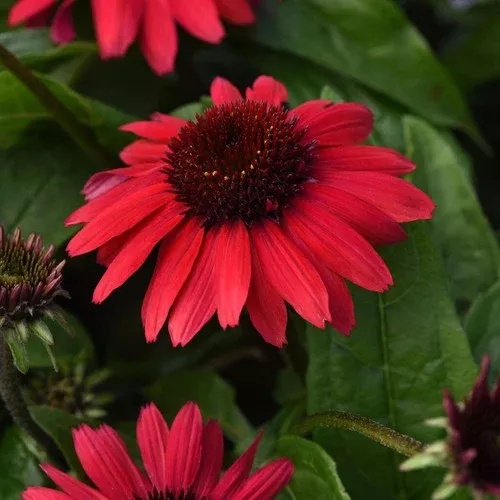 sombrero-poco-red-coneflower Sombrero Poco™ Red Coneflower