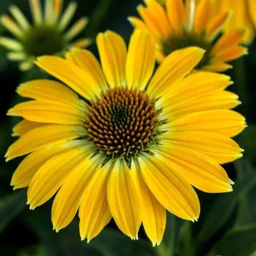 sombrero-summer-solstice-coneflower Sombrero Summer Solstice Coneflower