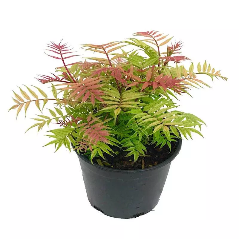 sorbaria-sorbifolia-sem Sorbaria sorbifolia ‘Sem’