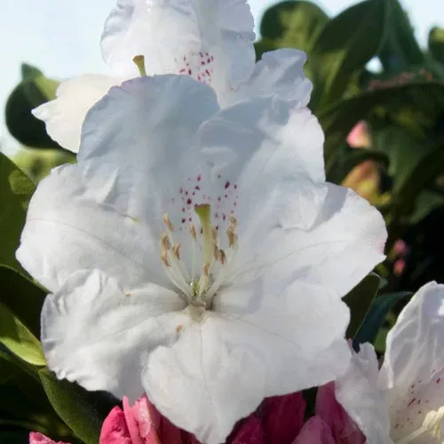 southgate-divine-rhododendron Southgate Divine Rhododendron
