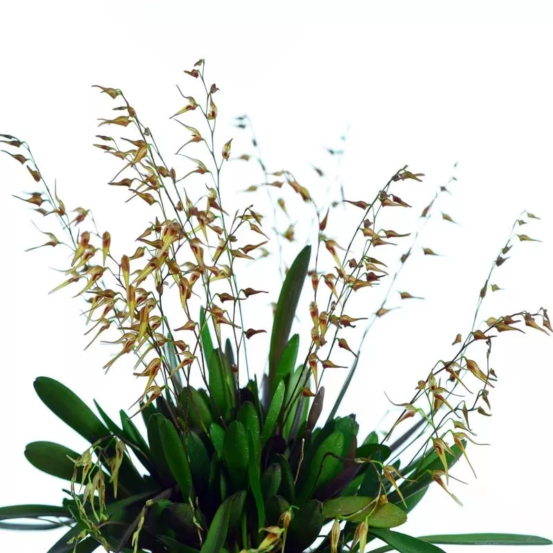 Specklinia picta ‘Gigi’