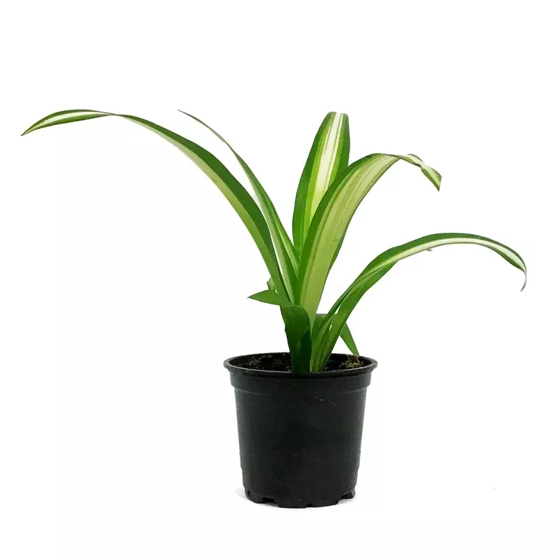 spider-plant-4in-lemon Spider Plant 4in Lemon