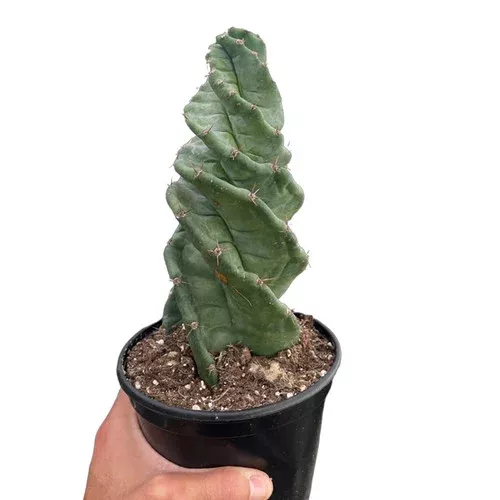 spiral-cactus Spiral Cactus