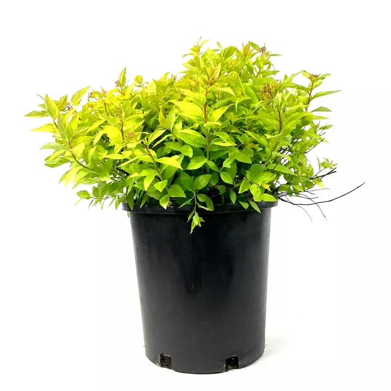 spirea-2-gal-goldmound Spirea 2 gal Goldmound