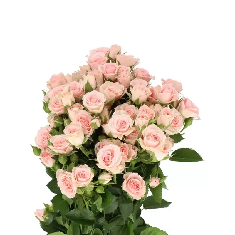 spray-rose-lydia-20-stem-bunch Spray Rose Lydia – 20 Stem Bunch