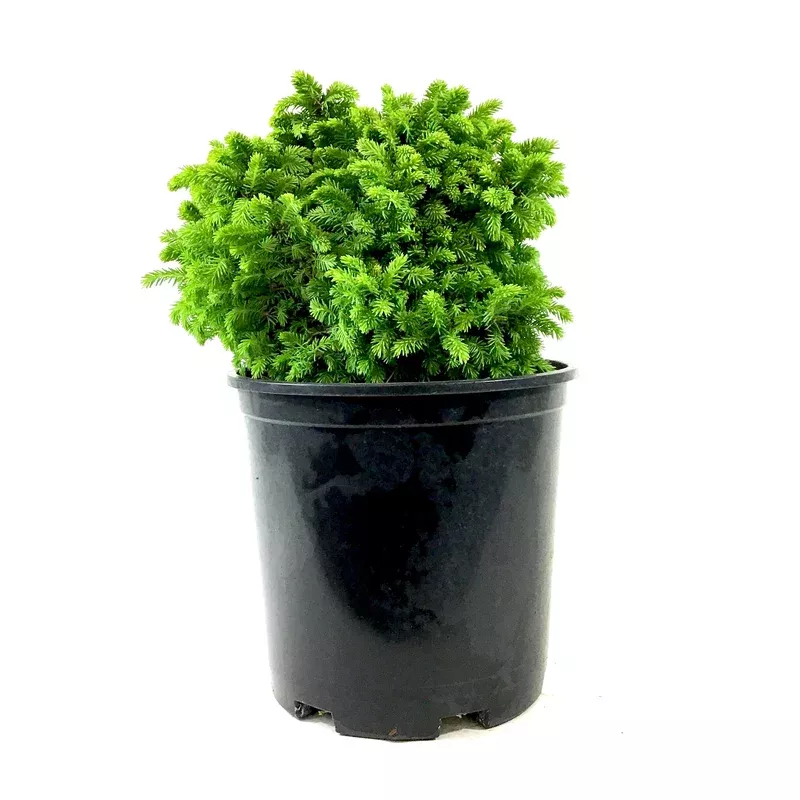 spruce-2-gal-little-gem Spruce 2 gal Little Gem