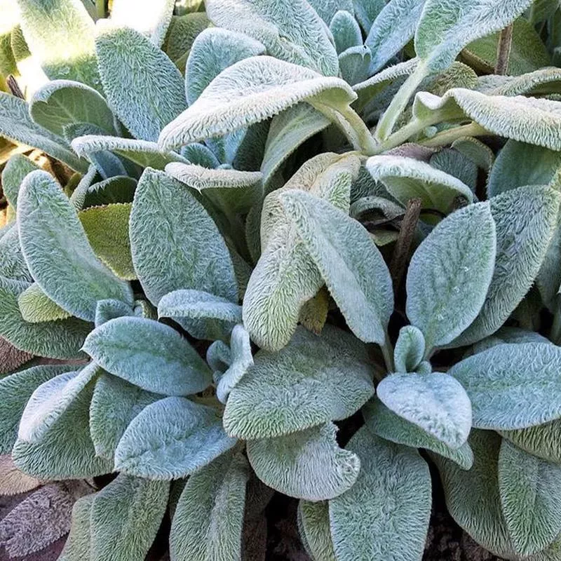 STACHYS SILVER CARPET LAMB’S EAR – QUART POT