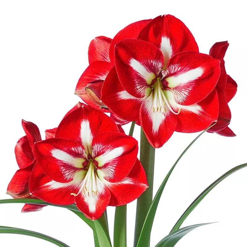 stargazer-amaryllis-bulb Stargazer Amaryllis Bulb